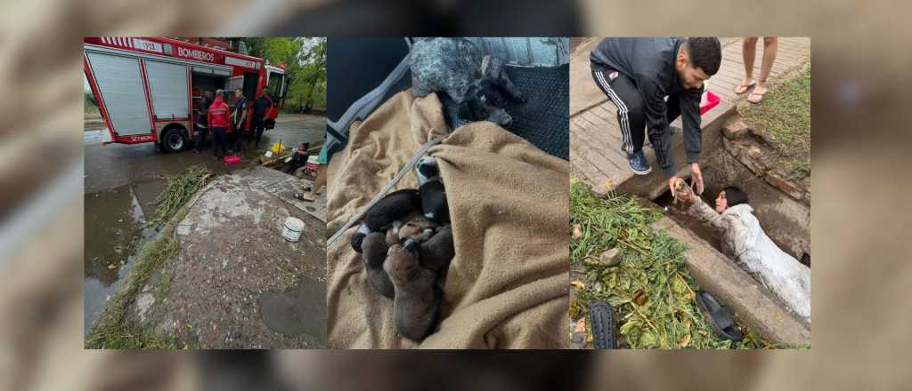 Heroico rescate de unos cachorros que se estaban ahogando en una acequia