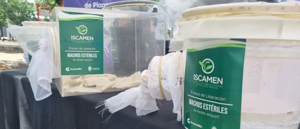 Qué pasó con los mosquitos esterilizados para combatir el dengue