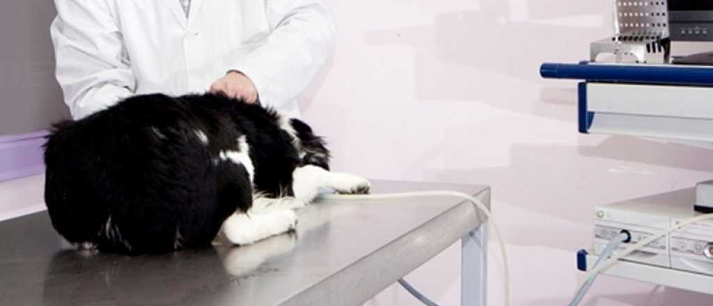 Mendoza donó un terreno a San Martín para un hospital veterinario