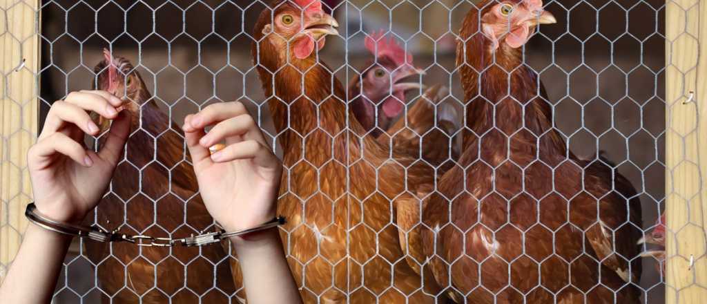 Esta vez sí atraparon al ladrón de gallinas y fue en San Rafael