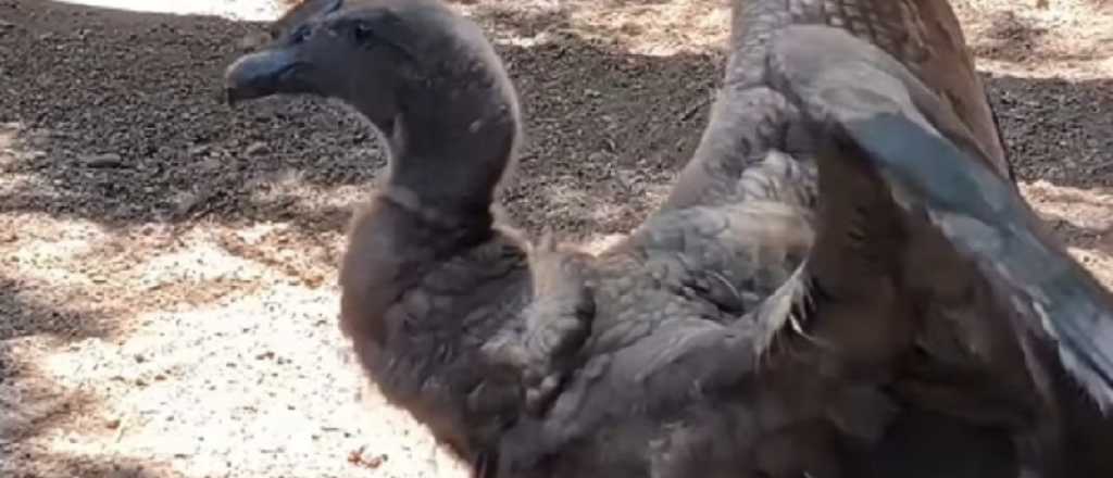 Un c&oacute;ndor andino regres&oacute; a su h&aacute;bitat tras ser hallado herido en San Rafael