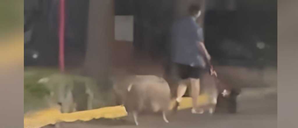 Video: sacaron a pasear a un cerdo por las calles de Las Heras