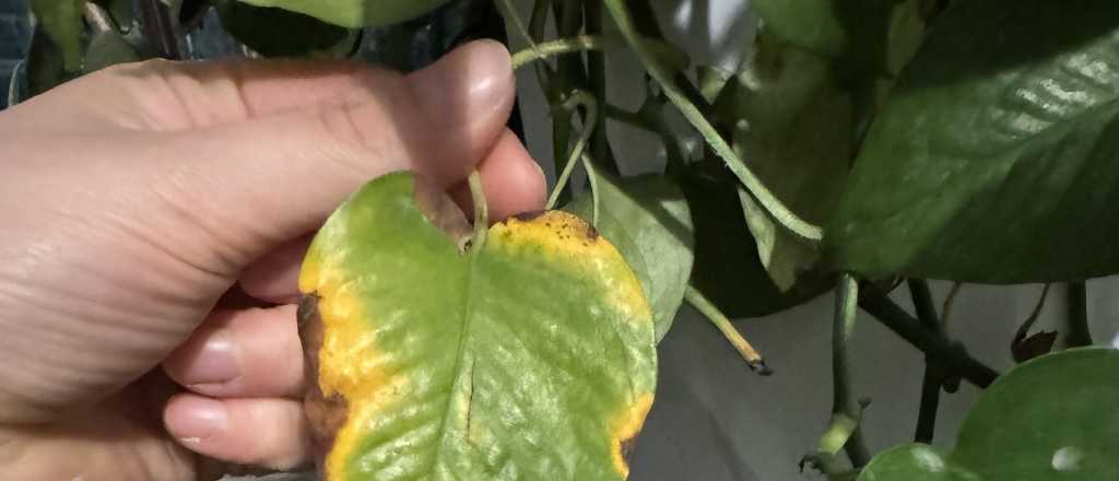 ¿Tu potus tiene hojas amarillas? Qué falla y cómo solucionarlo