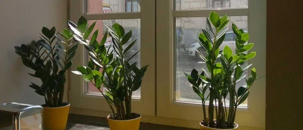 &iquest;Sin tiempo para regar? Estas son las 3 plantas de interior m&aacute;s resistentes