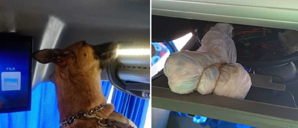 Gendarmer&iacute;a hall&oacute; droga en micros de hinchas de Independiente Rivadavia