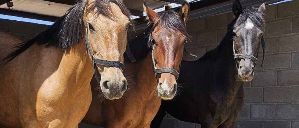 Buscan tres caballos extraviados en Potrerillos y piden ayuda a la comunidad