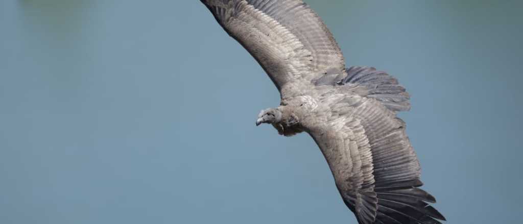 Cuántos, cómo viven y cómo son: la "foto" del cóndor andino