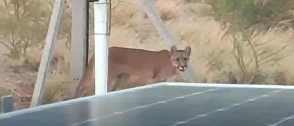 Video: sorpresa por la aparici&oacute;n de otro puma en San Juan