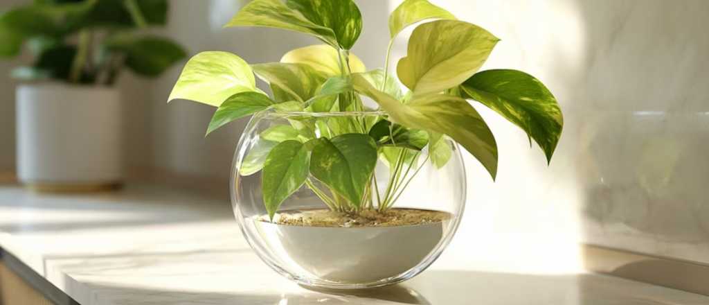 El truco infalible para reproducir potus en agua en casa