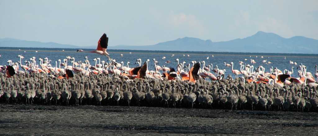 La perla mendocina que es un "aeropuerto" de aves de todo el continente