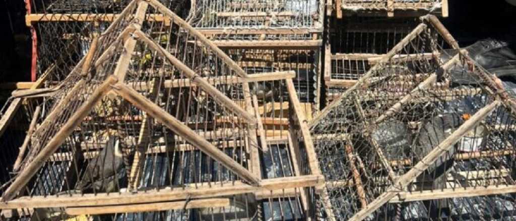 Rescataron más de 20 aves que tenía una mujer en cautiverio en Tupungato
