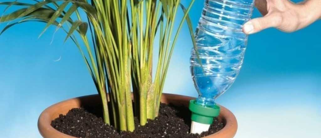 Vacaciones sin culpas: el truco simple para que las plantas se rieguen
