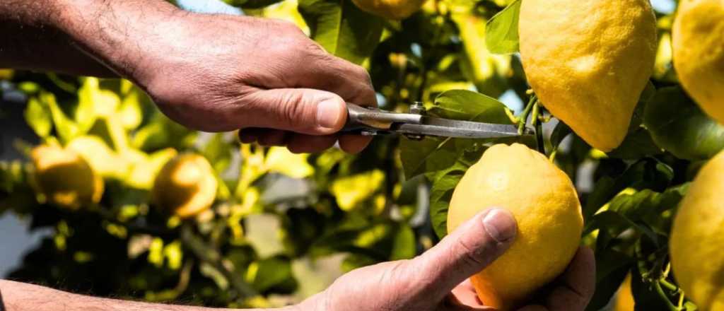 Los mejores secretos para podar tu limonero con éxito en enero