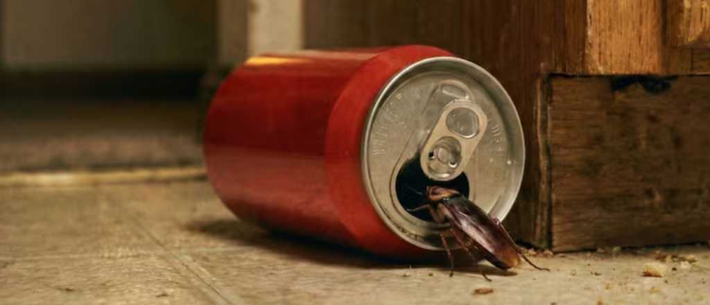 La solución casera que se volvió viral para eliminar cucarachas