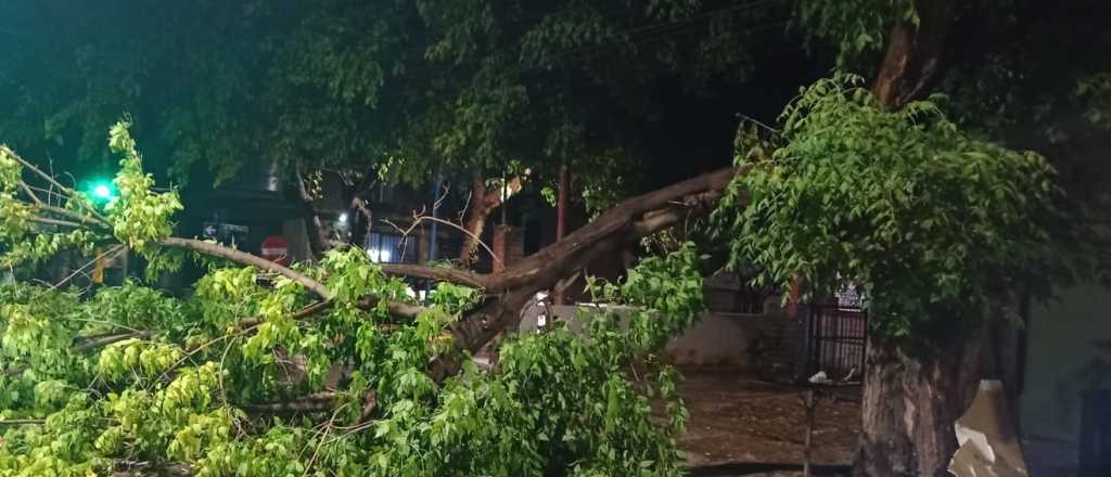 Lo que dej&oacute; la tormenta en Mendoza: cables cortados, &aacute;rboles ca&iacute;dos y m&aacute;s