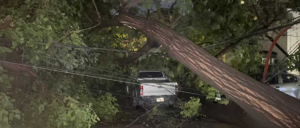 Tras el temporal, siguen las tareas de despeje y asistencia en Ciudad
