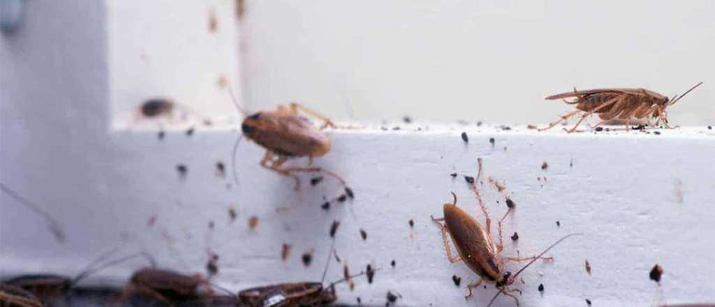 El truco casero que muchos eligen para eliminar las cucarachas