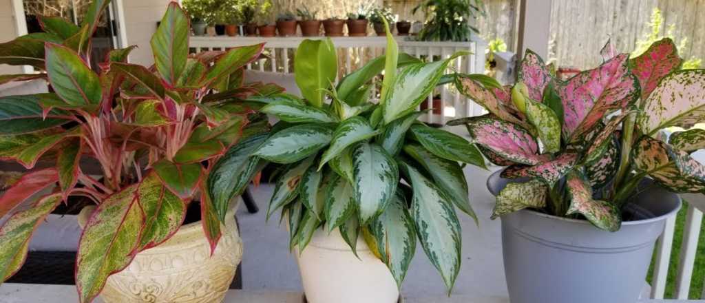 Aglaonemas: el toque ex&oacute;tico que no puede faltar en tus interiores