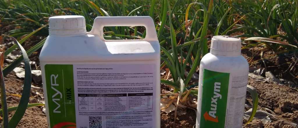 Campaña de ajo 2026: la eficiencia empieza desde la siembra