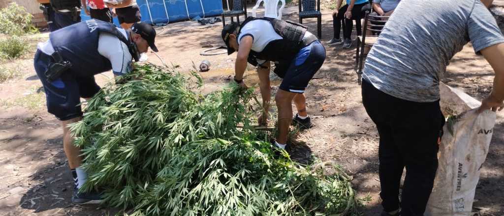 Una mujer usurpó una casa en el Club Hípico donde cultivaba marihuana