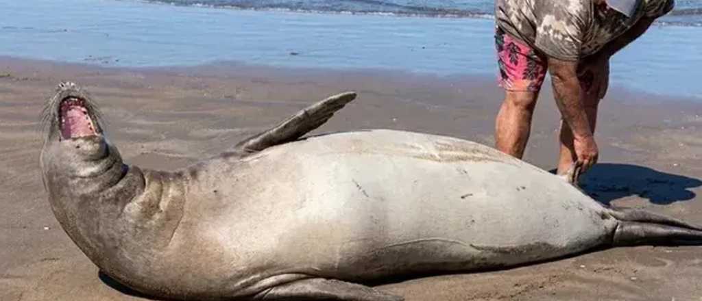 Video: un hombre toc&oacute; a un lobo marino y casi lo trompean los turistas