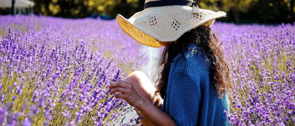 La planta resistente que transforma tu jardín durante el verano