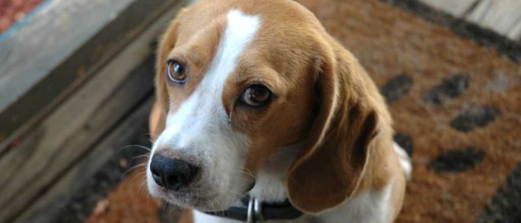 Gu&iacute;a: &iquest;C&oacute;mo saber si tu perro est&aacute; enfermo?