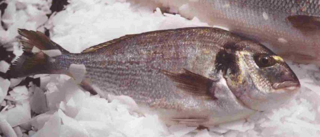 Estos son los 5 pescados más saludables que existen