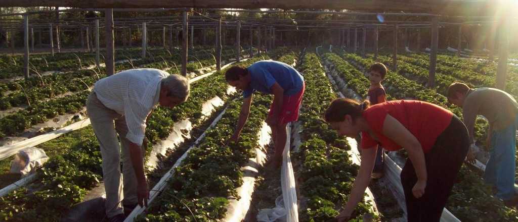Tunuyán estudia políticas para impulsar la agricultura familiar