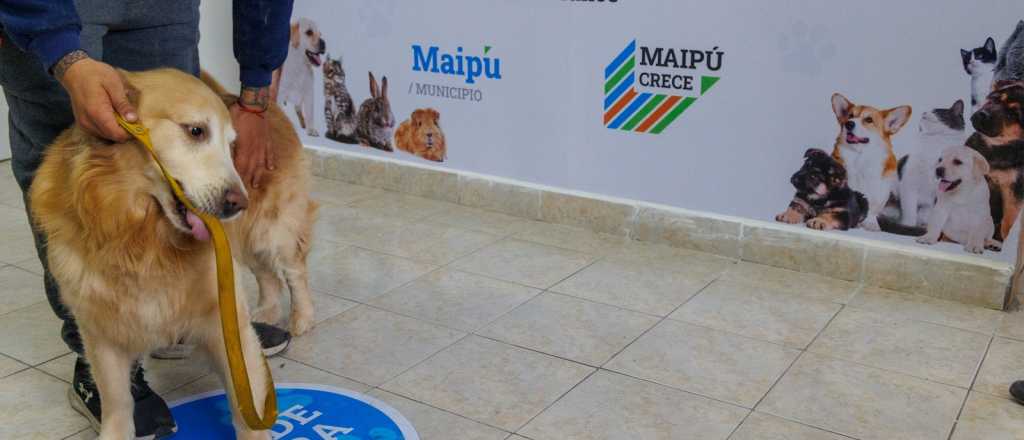 El Centro Veterinario de Maip&uacute; ya supera las 300 consultas mensuales