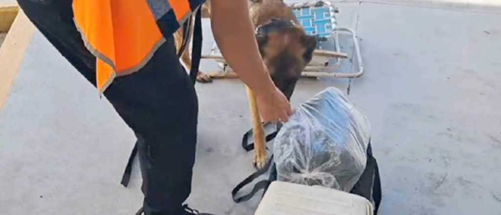 Un perro entrenado detectó droga de un pasajero en la terminal de San Rafael