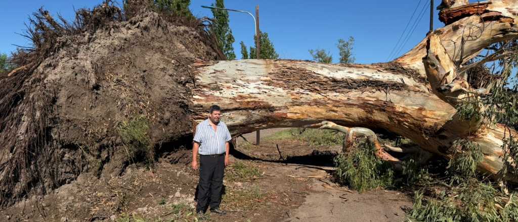 Despejar de árboles caídos la Ruta 50 tomará al menos un par de semanas