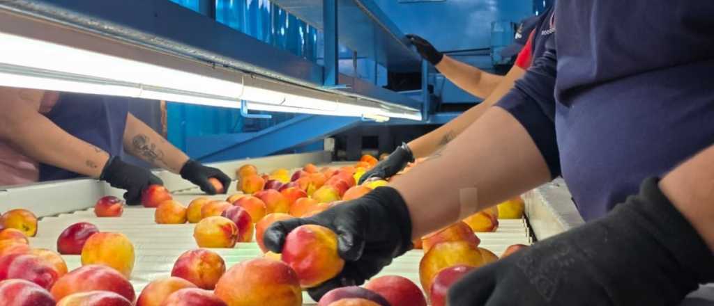 Así se producen los duraznos mendocinos que conquistan el exterior