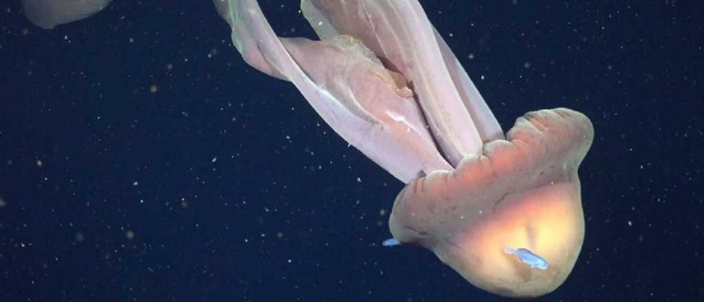 Video: descubrieron una medusa gigante del tamaño de un micro