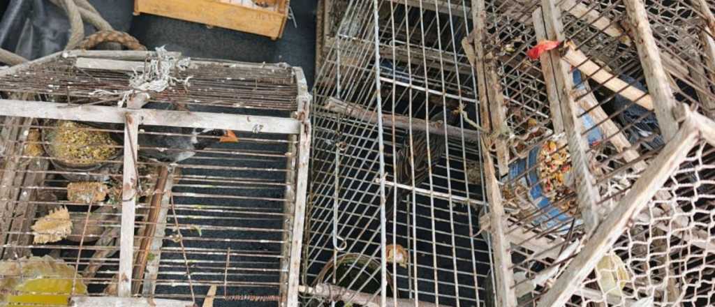 Rescataron aves silvestres de una casa en Luján de Cuyo