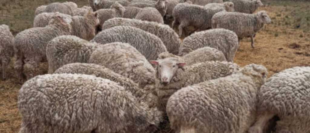 Detuvieron a un joven que intentaba robar ovejas en una finca de Ugarteche