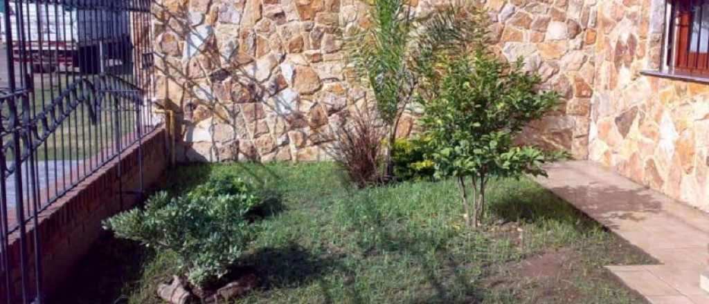 El &aacute;rbol ideal para jardines peque&ntilde;os: no levanta ra&iacute;ces y da frutos todo el verano