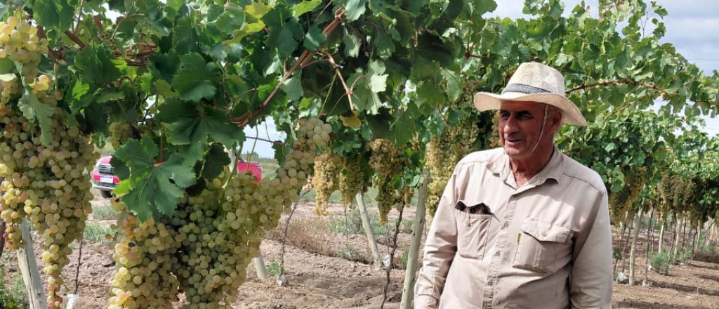 La vitivinicultura cerr&oacute; 2025 con movimiento dispar en ventas