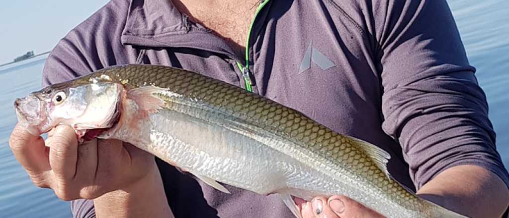 Pesca en Mendoza: el lugar donde el "pique" est&aacute; garantizado