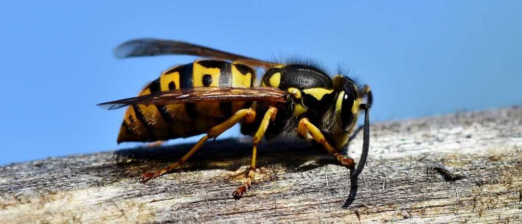 Qué colores y olores atraen a las avispas