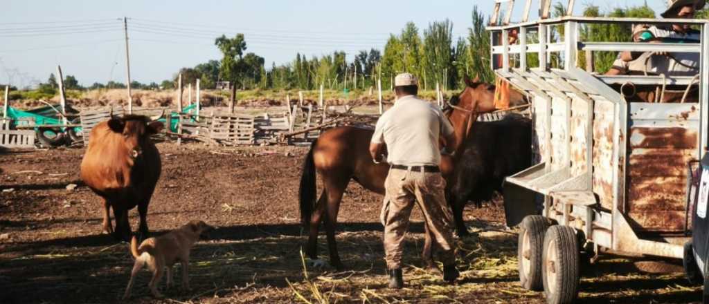 De un allanamiento a Facebook: buscaban "casa" para 43 animales