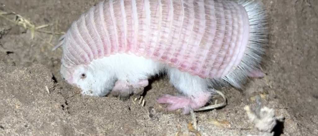 El hallazgo que se celebra en Mendoza: reapareci&oacute; el "hada rosa"