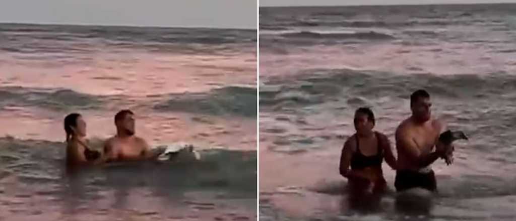 Fuerte repudio por una pareja que sacó un pingüino del mar en La Costa