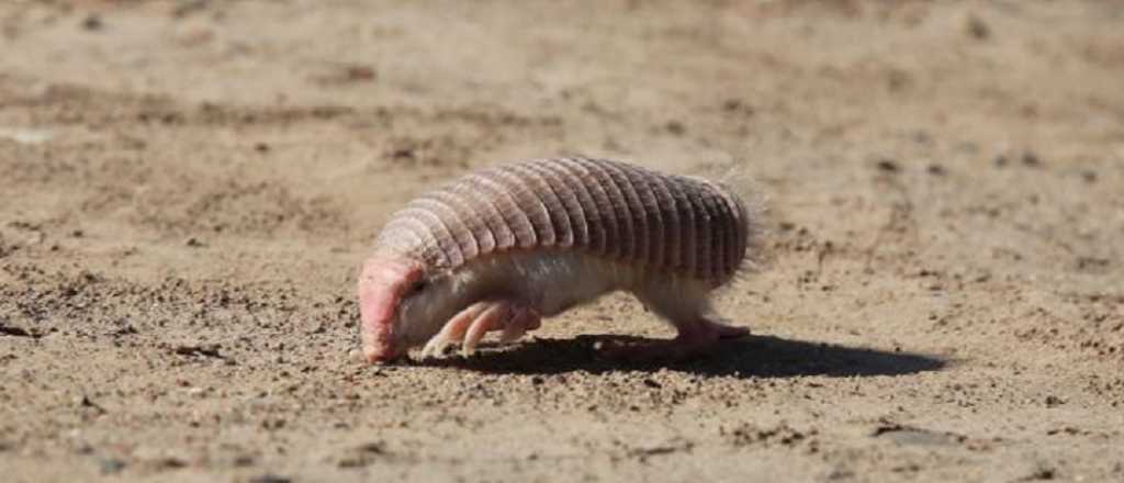 Qué hay detrás del color del "hada rosa" que hallaron en Mendoza