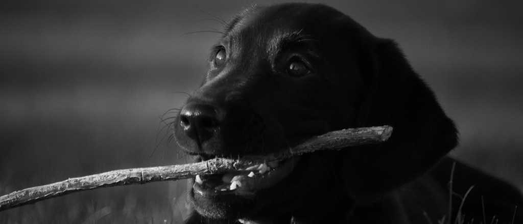 Crónicas del subsuelo: El Perro