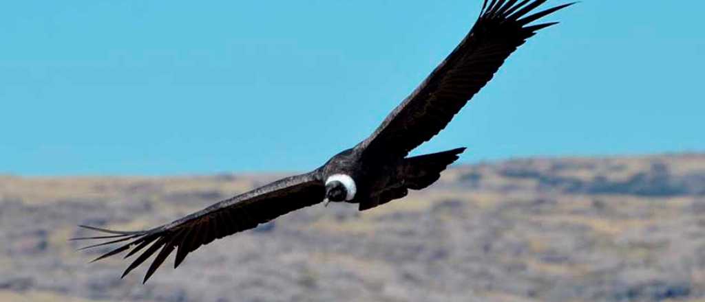 La ins&oacute;lita sanci&oacute;n a un guardaparque por volar sobre un Parque Nacional