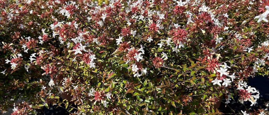 El arbusto que desaf&iacute;a el fr&iacute;o y aporta flores violetas en oto&ntilde;o