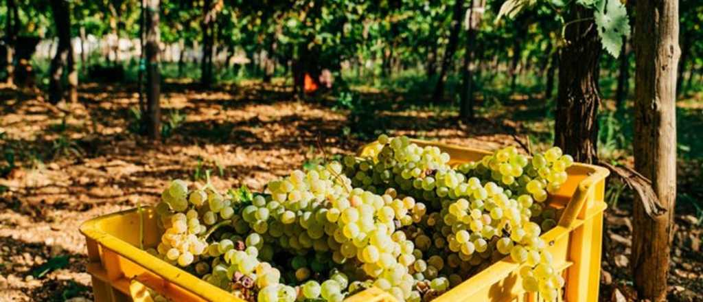 Proyectan una fuerte disminuci&oacute;n de la cosecha de uva para 2026