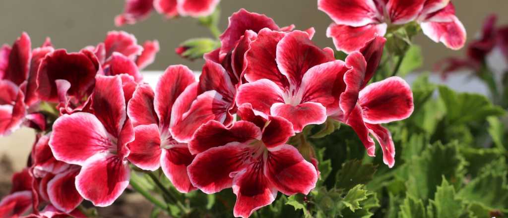 Tu jard&iacute;n en oto&ntilde;o: tres flores ideales para plantar en marzo