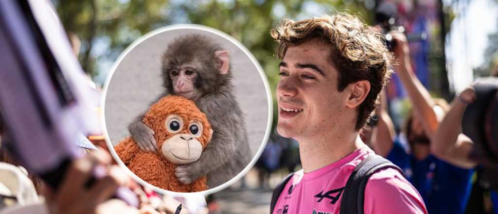 La divertida confesión de Colapinto sobre el monito Punch